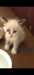 Antonieta
