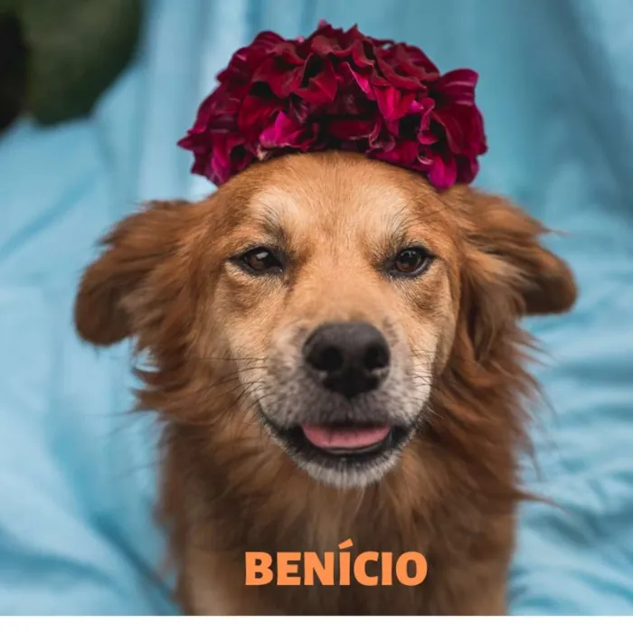 Cachorro ra a Srd idade 1 ano nome BENÍCIO 