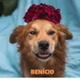 BENÍCIO