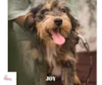 Joy Pequenino