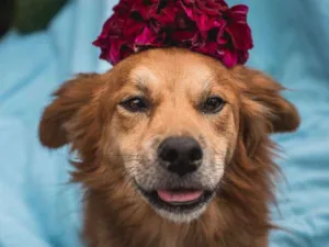 Cachorro raça Srd idade 1 ano nome BENÍCIO 