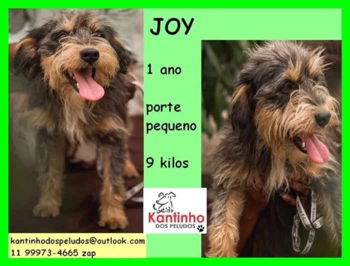Cachorro ra a  idade 1 ano nome Joy Pequenino