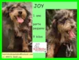 Joy Pequenino