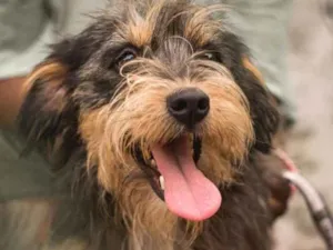 Cachorro raça  idade 1 ano nome Joy Pequenino
