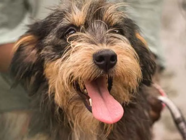Cachorro ra a  idade 1 ano nome Joy Pequenino