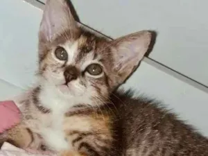 Gato raça Sem raça  idade Abaixo de 2 meses nome Colombo 