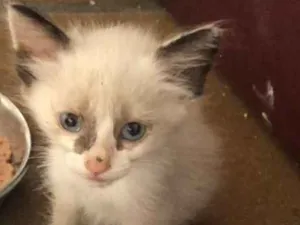 Gato raça SRD idade 2 a 6 meses nome Antonieta 