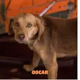 OSCAR