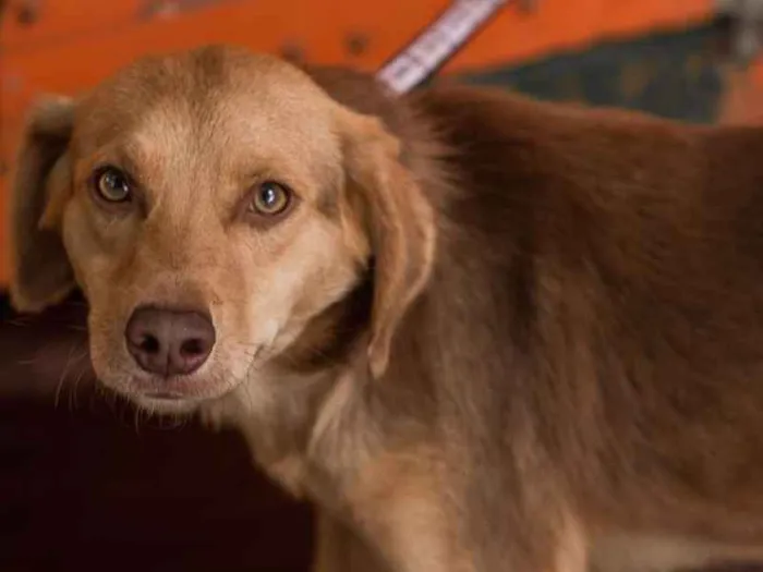 Cachorro ra a Srd idade 7 a 11 meses nome OSCAR