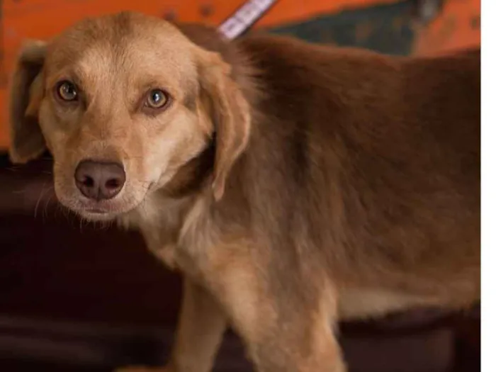 Cachorro ra a Srd idade 7 a 11 meses nome OSCAR