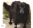 JACARÉ