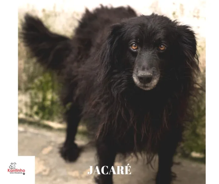 Cachorro ra a  idade 3 anos nome JACARÉ