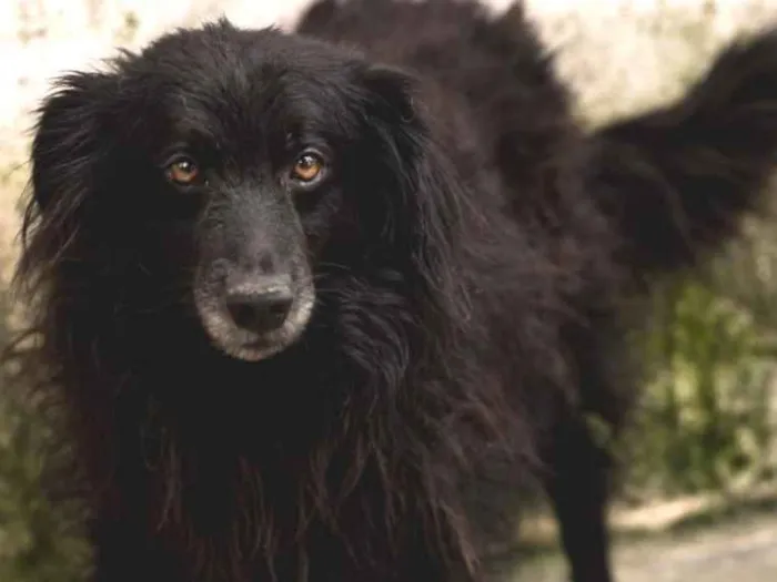 Cachorro ra a  idade 3 anos nome JACARÉ