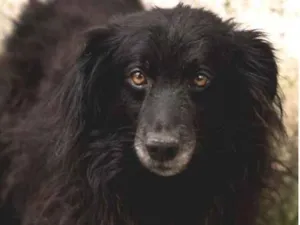 Cachorro raça  idade 3 anos nome JACARÉ