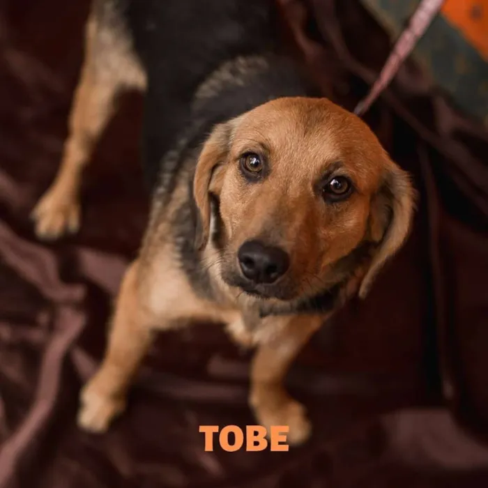 Cachorro ra a Srd idade 1 ano nome TOBE