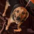 TOBE