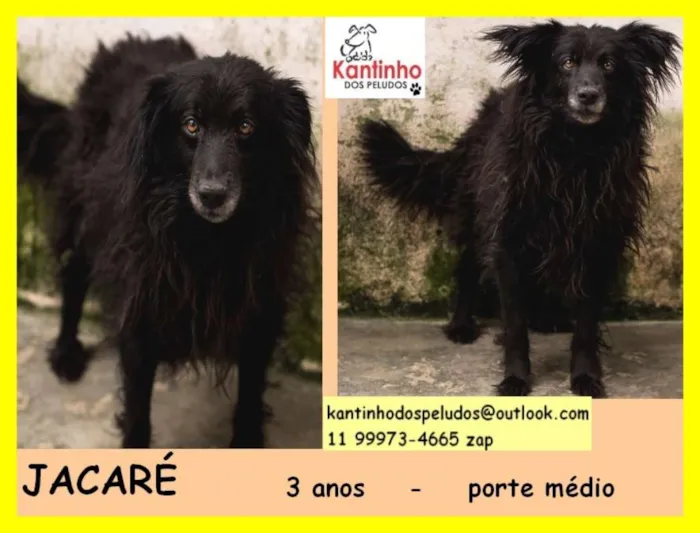 Cachorro ra a  idade 3 anos nome JACARÉ