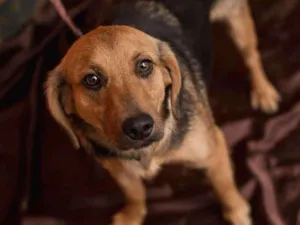 Cachorro raça Srd idade 1 ano nome TOBE