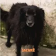 JACARÉ 