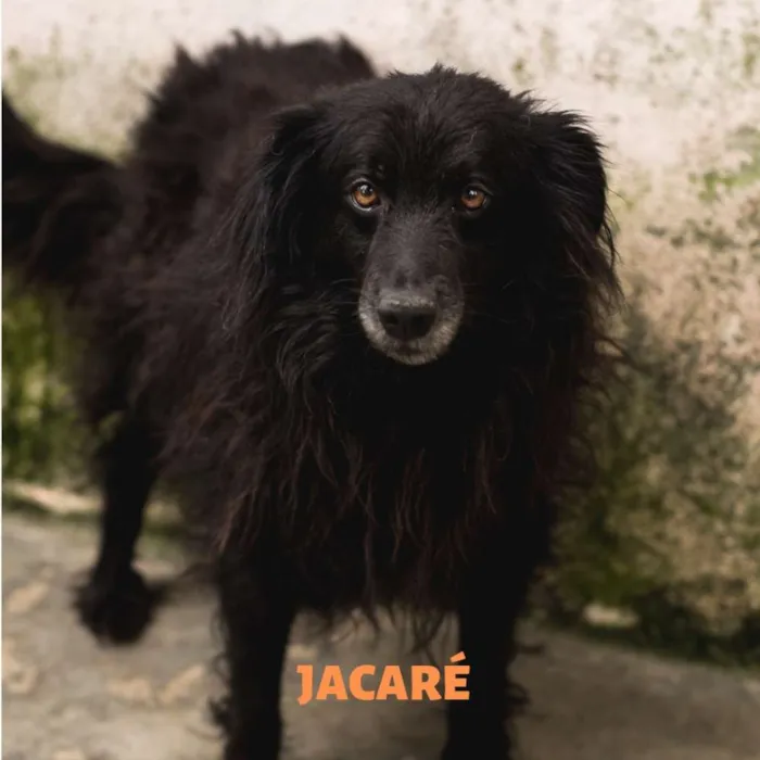 Cachorro ra a Srd idade 2 anos nome JACARÉ 