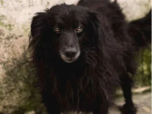 Cachorro raça Srd idade 2 anos nome JACARÉ 