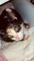 Chico