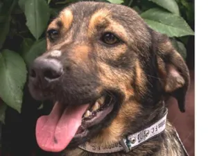 Cachorro raça  idade 1 ano nome ENCRENQUINHA