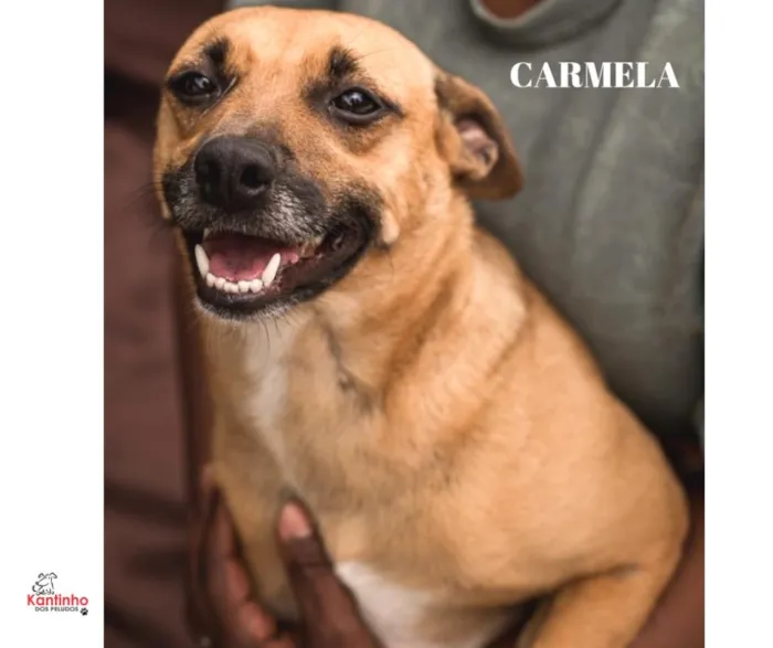 Cachorro ra a  idade 1 ano nome Carmela Pequena