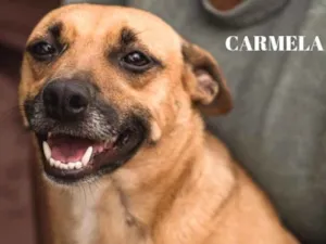 Cachorro raça  idade 1 ano nome Carmela Pequena