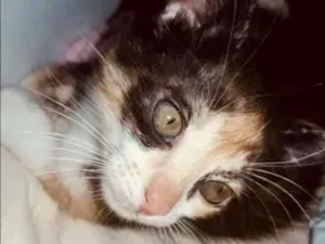 Gato raça Sem raça  idade Abaixo de 2 meses nome Chico