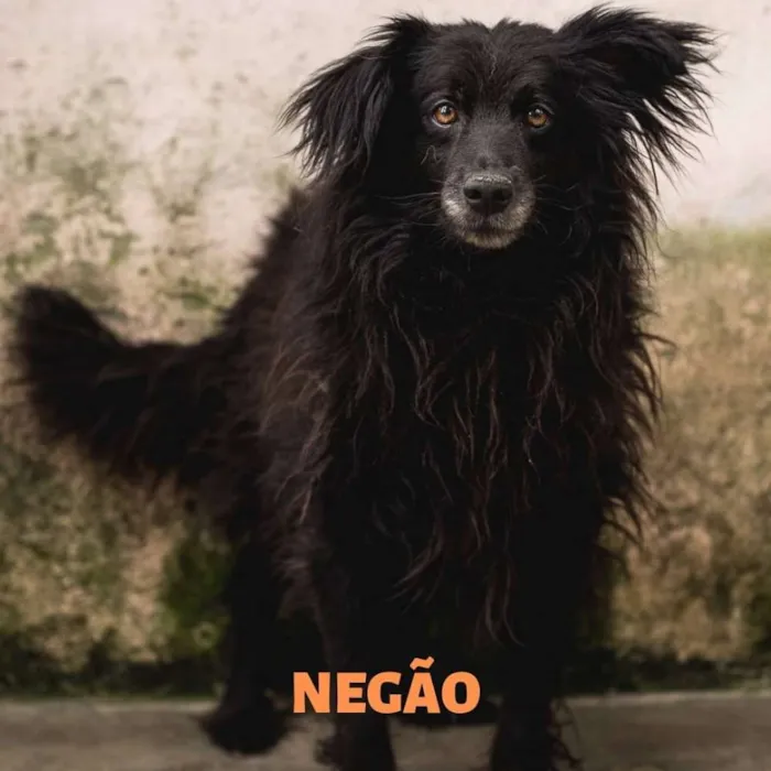 Cachorro ra a Srd idade 2 anos nome NEGÃO 