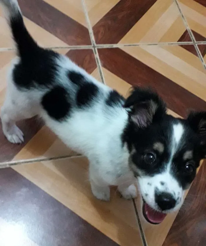 Cachorro raça Indefinida idade 2 a 6 meses nome Tina