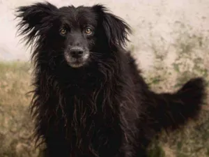 Cachorro raça Srd idade 2 anos nome NEGÃO 