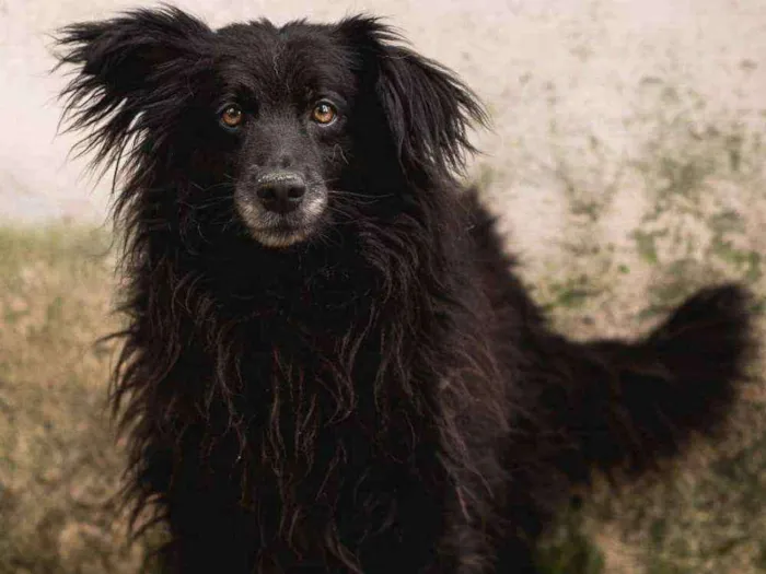 Cachorro ra a Srd idade 2 anos nome NEGÃO 