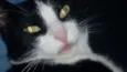 Kity