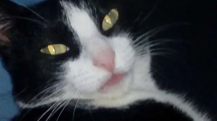 Gato raça SRD idade 3 anos nome Kity