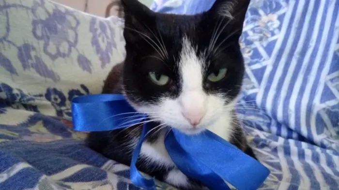 Gato raça SRD idade 3 anos nome Kity