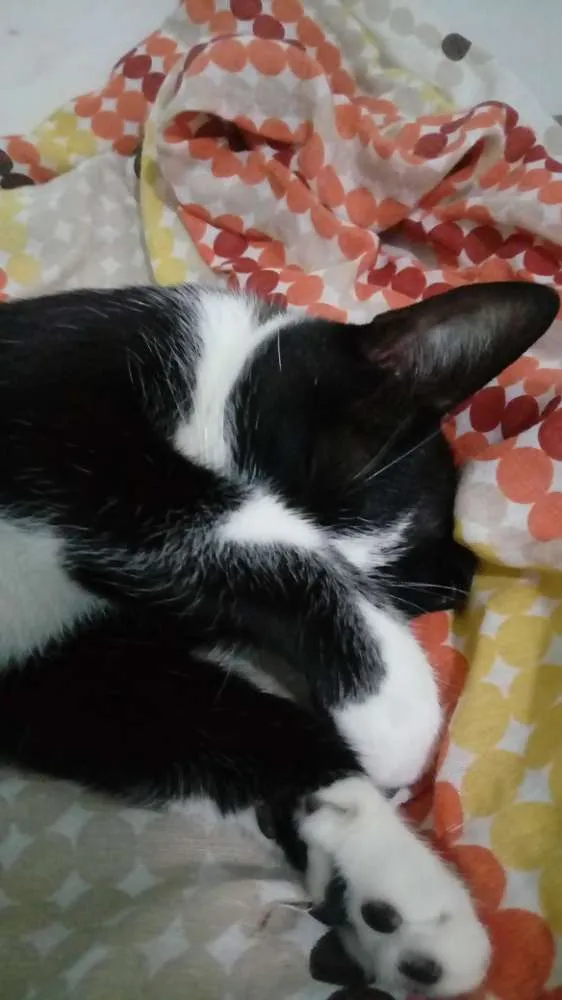 Gato raça SRD idade 3 anos nome Kity