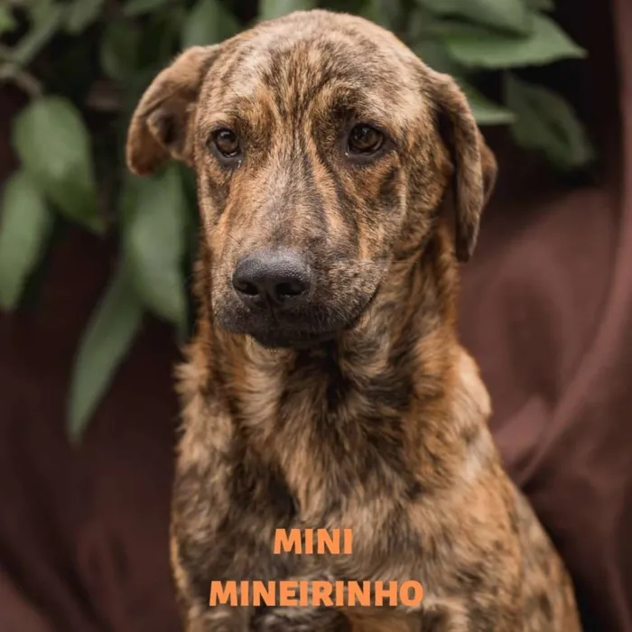 Cachorro ra a Srd idade 1 ano nome MINI MINEIRINHO