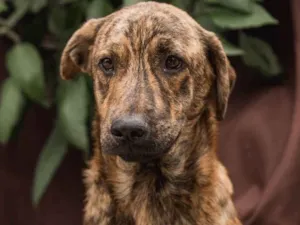 Cachorro raça Srd idade 1 ano nome MINI MINEIRINHO
