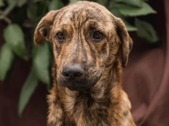 Cachorro ra a Srd idade 1 ano nome MINI MINEIRINHO