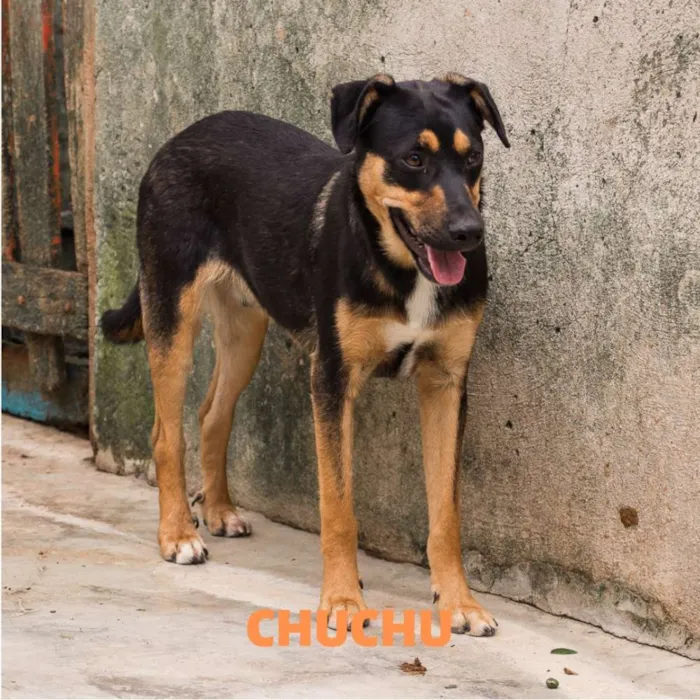 Cachorro ra a Srd idade 1 ano nome CHUCHU