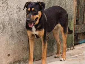 Cachorro raça Srd idade 1 ano nome CHUCHU