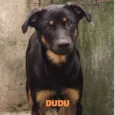 Cachorro raça Srd idade 1 ano nome DUDU