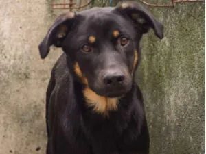 Cachorro raça Srd idade 1 ano nome DUDU