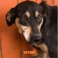 VITOR