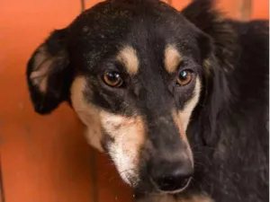 Cachorro raça Srd idade 1 ano nome VITOR