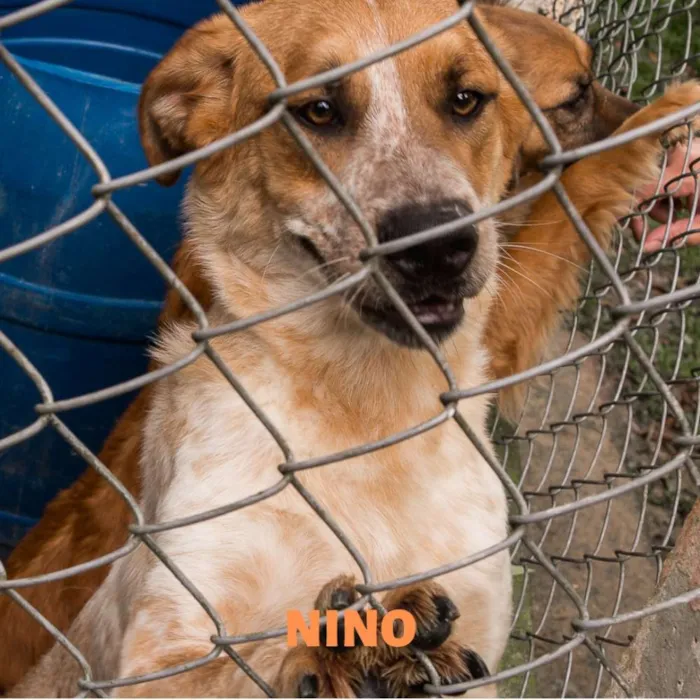 Cachorro ra a Srd idade 2 anos nome NINO