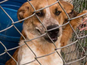 Cachorro raça Srd idade 2 anos nome NINO