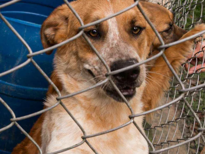 Cachorro ra a Srd idade 2 anos nome NINO
